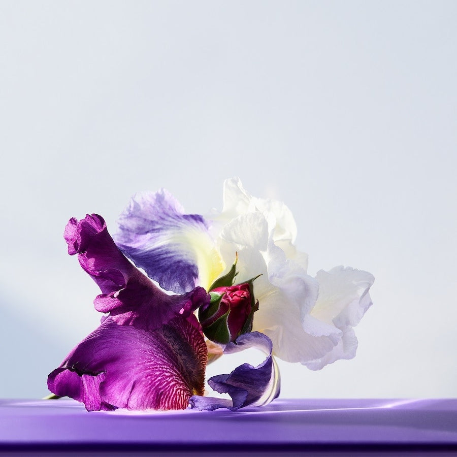 Omnia Amethyste Eau de Toilette