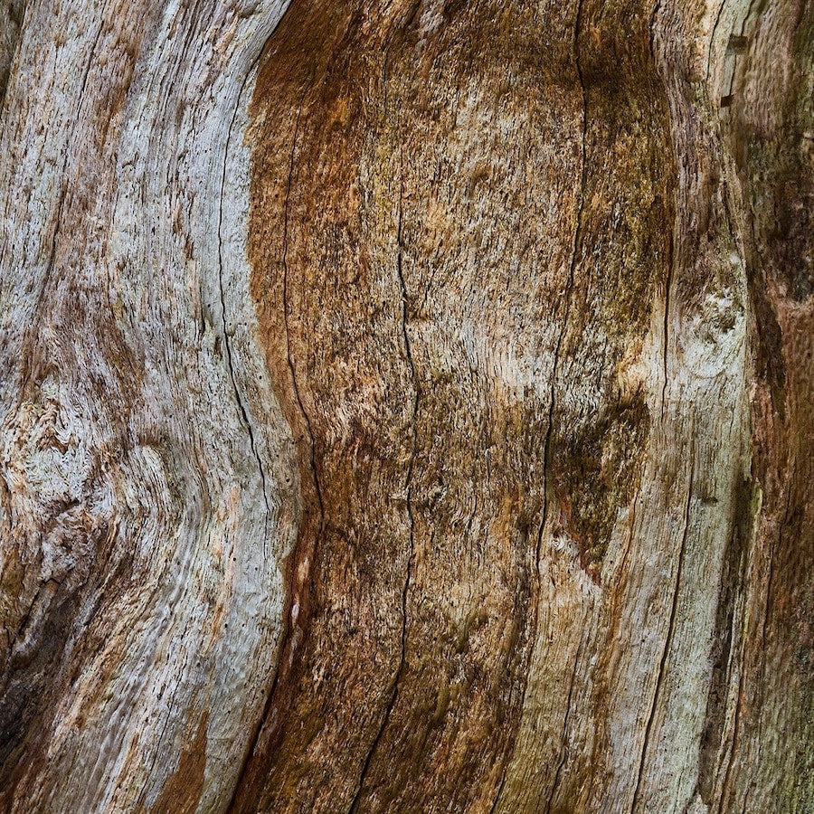Man Wood Essence Eau de Parfum